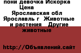 пони девочка Искорка › Цена ­ 100 000 - Ярославская обл., Ярославль г. Животные и растения » Другие животные   